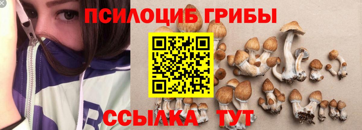 Сосновый Бор  Псилоцибиновые грибы Cubensis  Псилоцибиновые грибы мухоморы  где найти наркотики  Вход с VPN 